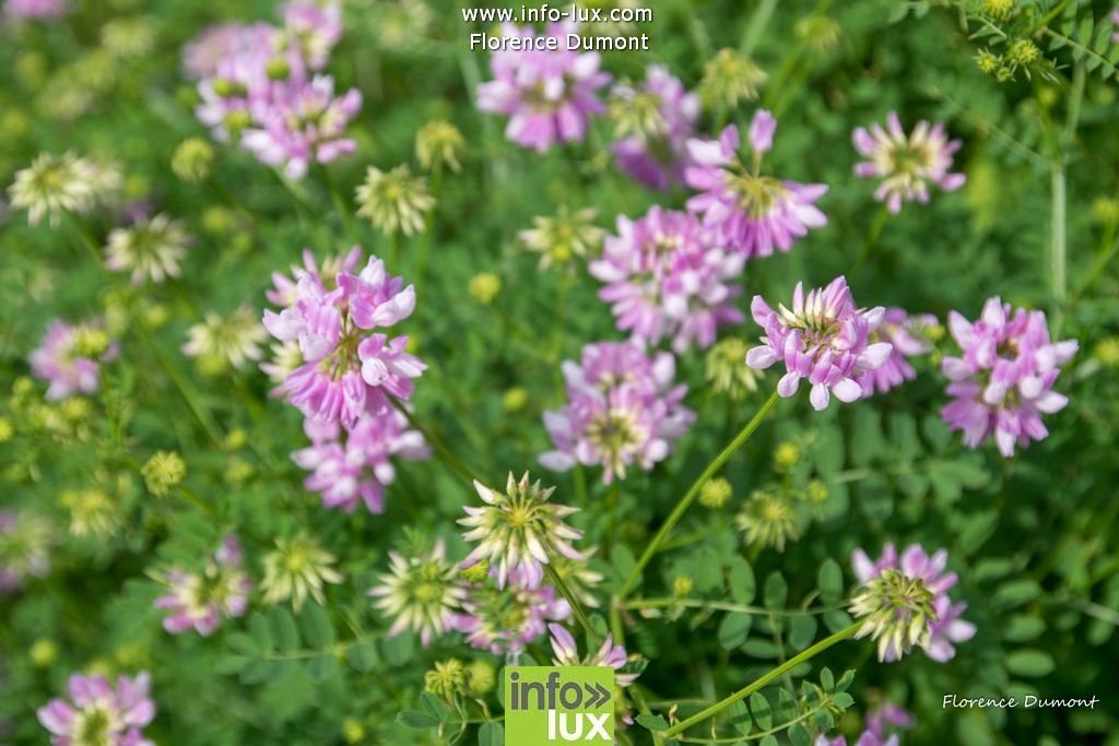//media/jw_sigpro/users/0000001510/jardins ouverts suxy/Jardins ouvert-52